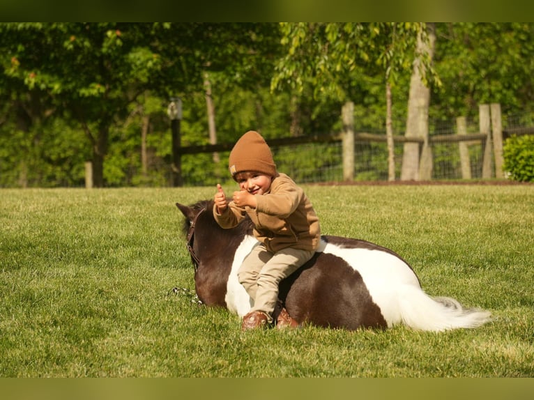 Más ponis/caballos pequeños Caballo castrado 4 años 81 cm in Fresno, OH