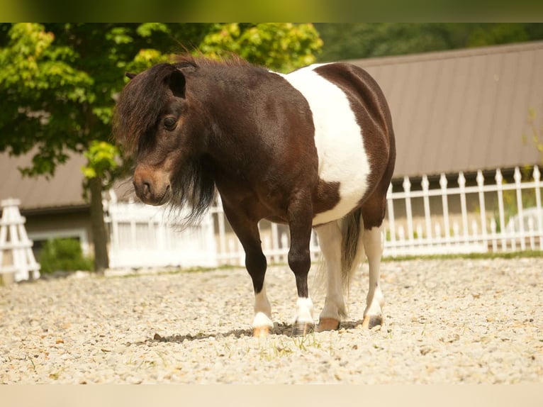 Más ponis/caballos pequeños Caballo castrado 4 años 81 cm in Fresno, OH