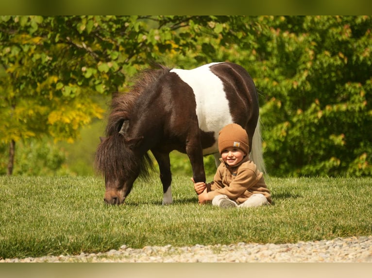 Más ponis/caballos pequeños Caballo castrado 4 años 81 cm in Fresno, OH