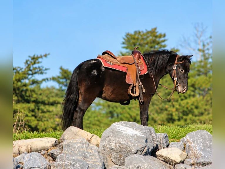 Más ponis/caballos pequeños Caballo castrado 4 años 84 cm Negro in Rebersburg
