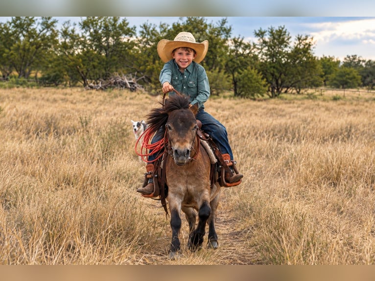 Más ponis/caballos pequeños Caballo castrado 4 años 89 cm Castaño-ruano in Ryan