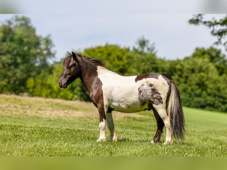 Más ponis/caballos pequeños Caballo castrado 4 años 89 cm Pío in Ewing