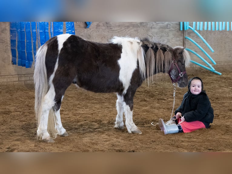 Más ponis/caballos pequeños Caballo castrado 4 años 91 cm Pío in Fredericksburg