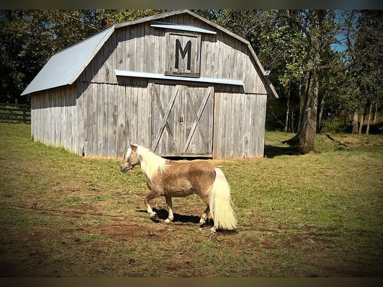 Más ponis/caballos pequeños Caballo castrado 4 años 94 cm Castaño rojizo in Eastview