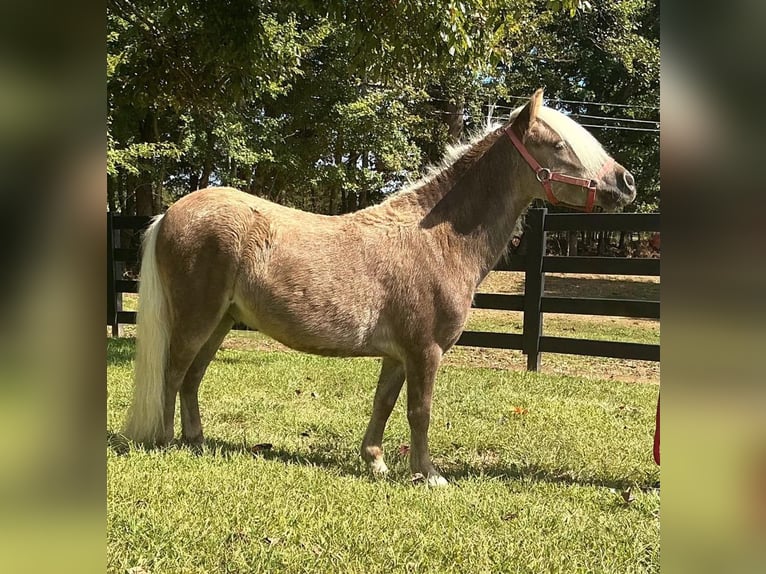Más ponis/caballos pequeños Caballo castrado 4 años 94 cm Castaño rojizo in Eastview