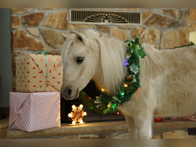 Más ponis/caballos pequeños Caballo castrado 4 años 94 cm Palomino in Bristolville