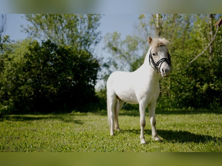 Más ponis/caballos pequeños Caballo castrado 4 años 95 cm Ruano alazán in Aitrang