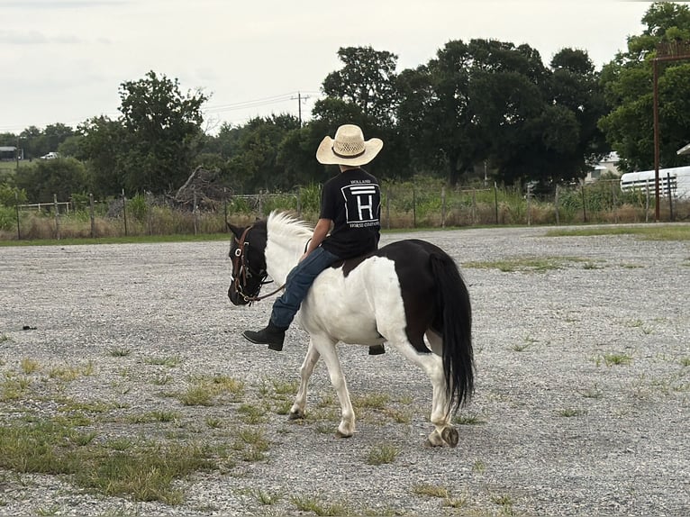 Más ponis/caballos pequeños Caballo castrado 4 años Pío in Weatherford