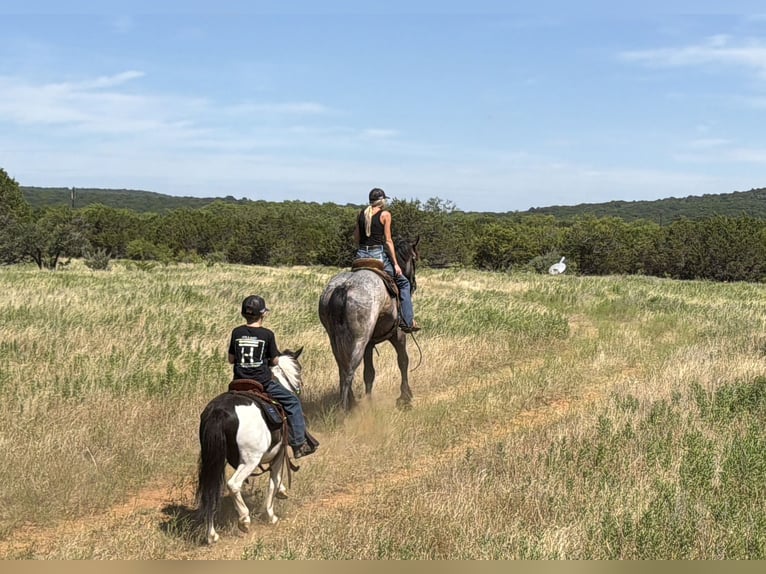 Más ponis/caballos pequeños Caballo castrado 4 años Pío in Weatherford