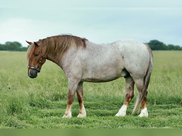 Más ponis/caballos pequeños Caballo castrado 4 años Ruano alazán in Purdy