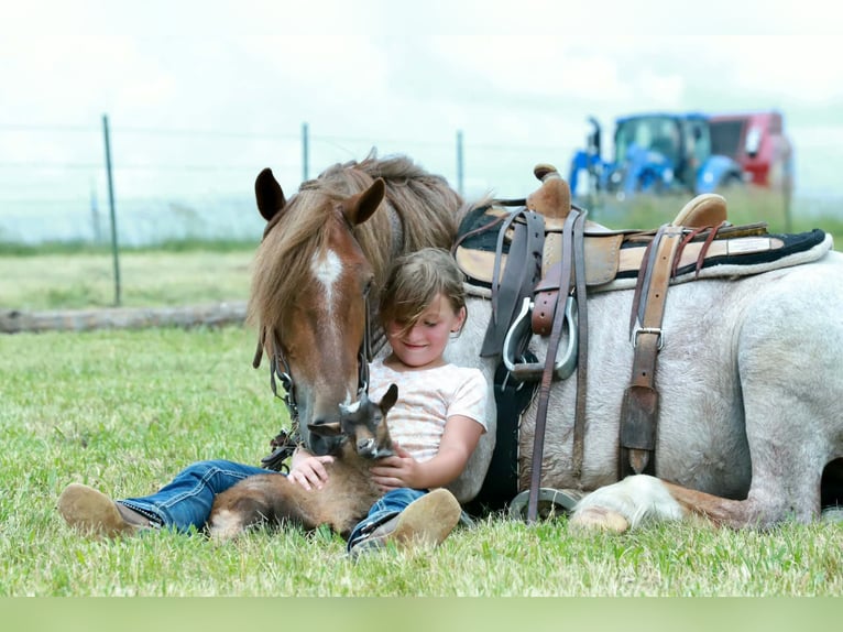 Más ponis/caballos pequeños Caballo castrado 4 años Ruano alazán in Purdy