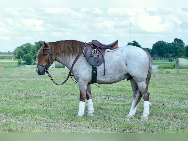 Más ponis/caballos pequeños Caballo castrado 4 años Ruano alazán in Purdy