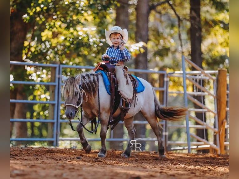 Más ponis/caballos pequeños Caballo castrado 5 años 102 cm Bayo in Lyles