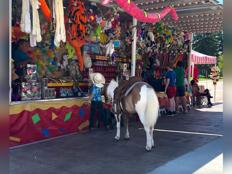 Más ponis/caballos pequeños Caballo castrado 5 años 102 cm in Nevis, MN