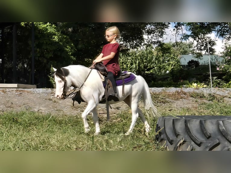 Más ponis/caballos pequeños Caballo castrado 5 años 102 cm Pío in Allenwood