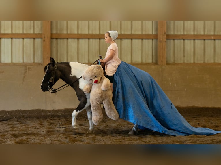 Más ponis/caballos pequeños Caballo castrado 5 años 102 cm Pío in Fredericksburg