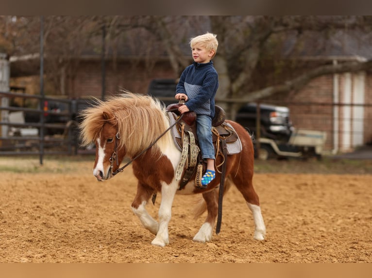 Más ponis/caballos pequeños Caballo castrado 5 años 102 cm Pío in Cleburne
