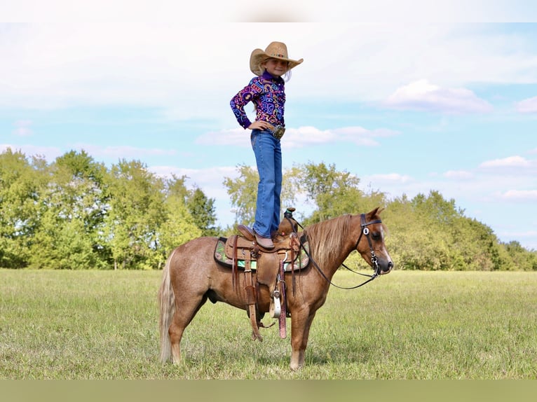 Más ponis/caballos pequeños Caballo castrado 5 años 102 cm Ruano alazán in Mount Vernon