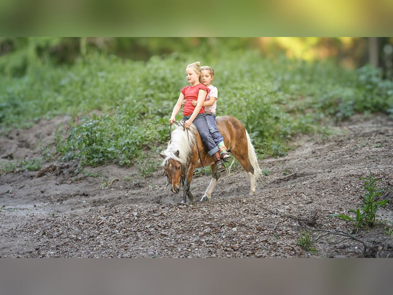 Más ponis/caballos pequeños Caballo castrado 5 años 104 cm Pío in Sedalia