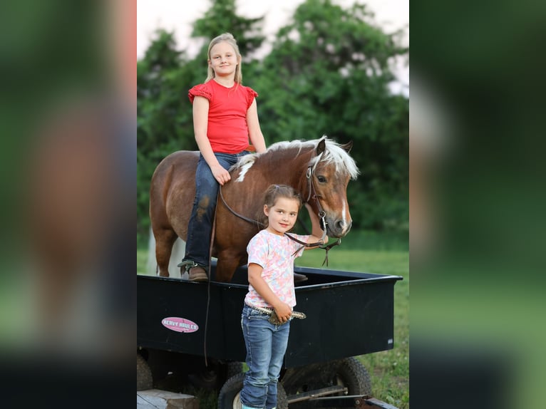 Más ponis/caballos pequeños Caballo castrado 5 años 104 cm Pío in Sedalia