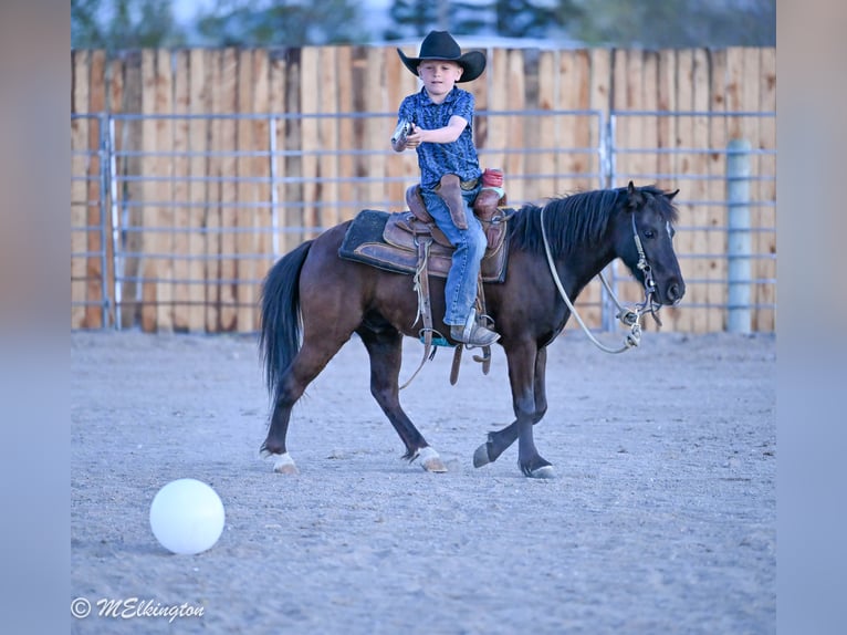 Más ponis/caballos pequeños Caballo castrado 5 años 109 cm Negro in Rigby