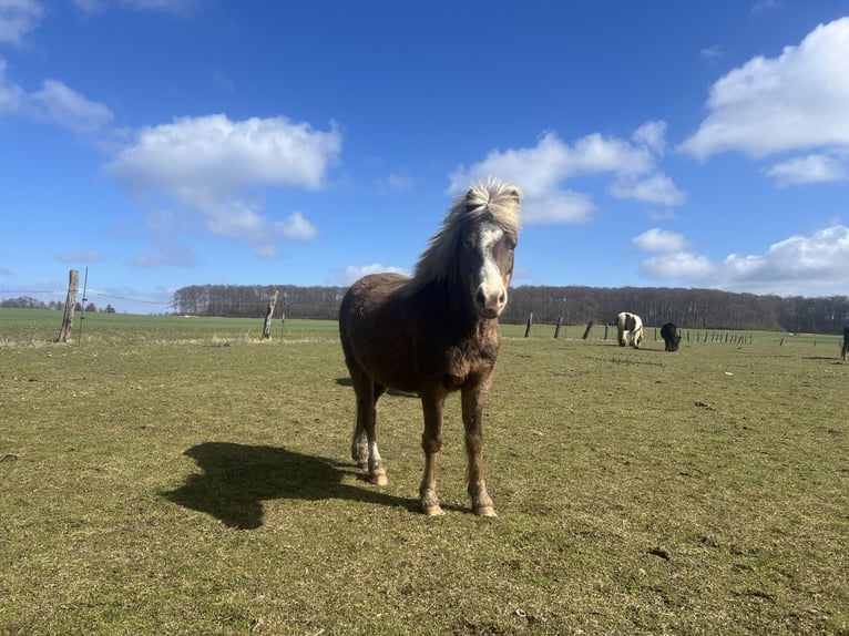 Más ponis/caballos pequeños Mestizo Caballo castrado 5 años 110 cm Alazán-tostado in Kaltohmfeld