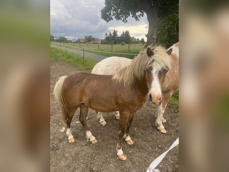 Más ponis/caballos pequeños Mestizo Caballo castrado 5 años 110 cm Alazán-tostado in Kaltohmfeld