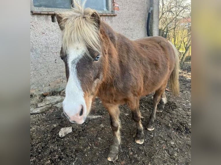 Más ponis/caballos pequeños Mestizo Caballo castrado 5 años 110 cm Alazán-tostado in Kaltohmfeld