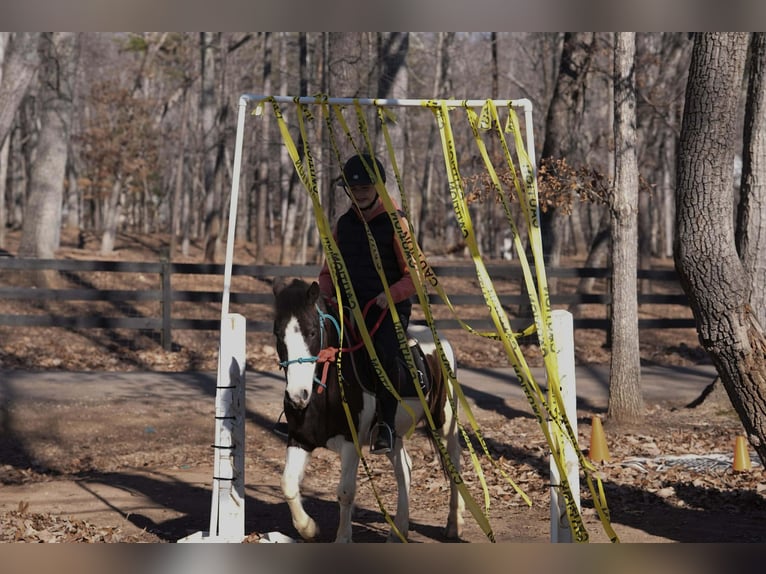 Más ponis/caballos pequeños Caballo castrado 5 años 119 cm Pío in Clover