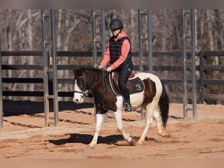 Más ponis/caballos pequeños Caballo castrado 5 años 119 cm Pío in Clover