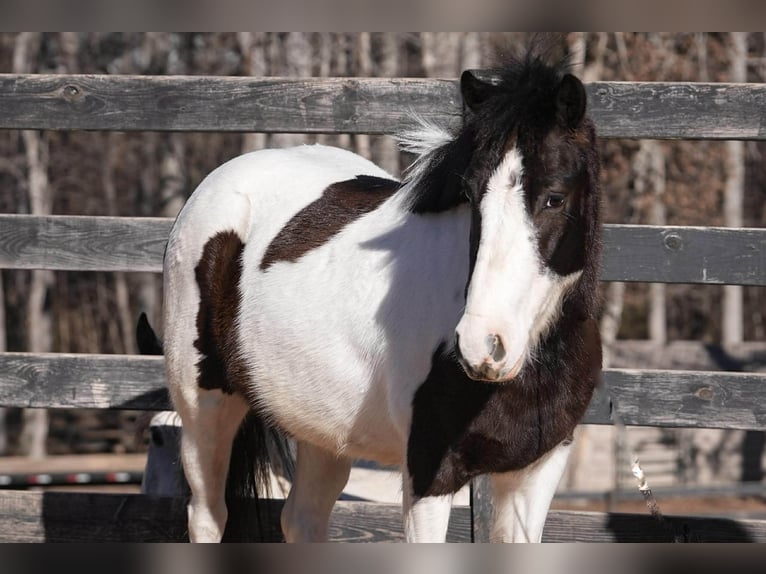 Más ponis/caballos pequeños Caballo castrado 5 años 119 cm Pío in Clover