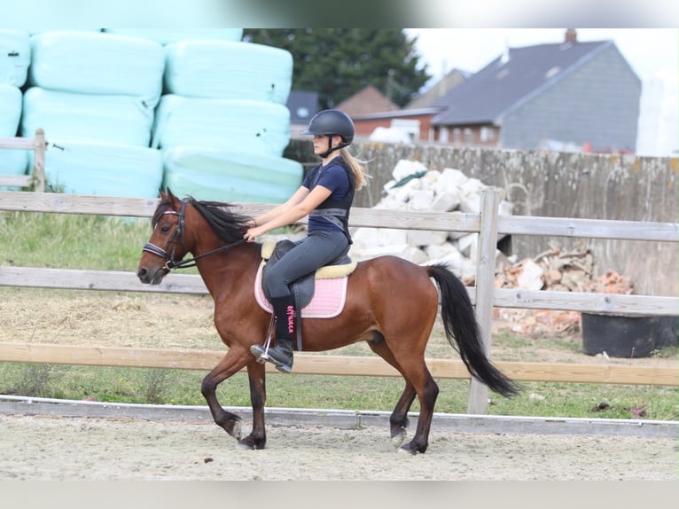 Más ponis/caballos pequeños Caballo castrado 5 años 120 cm Castaño in Pepingen