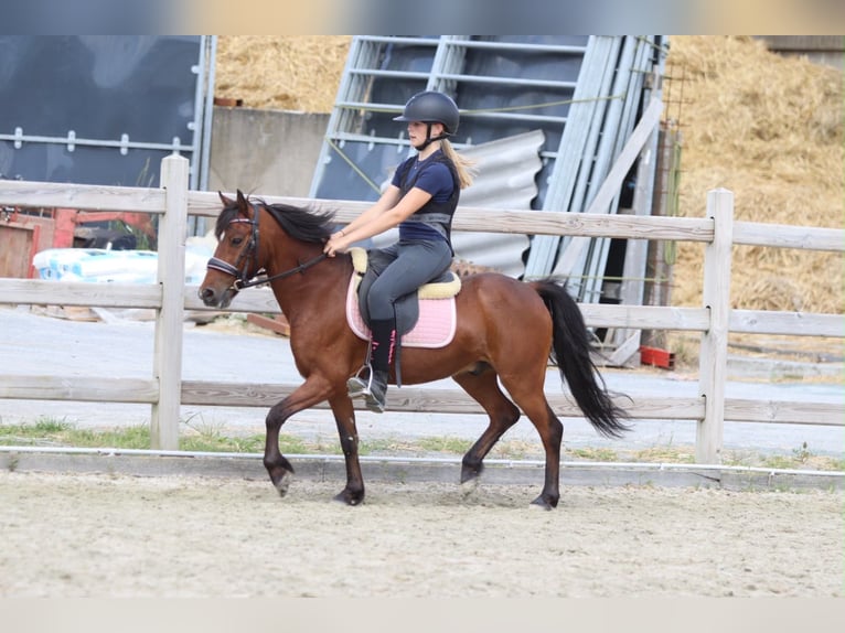 Más ponis/caballos pequeños Caballo castrado 5 años 120 cm Castaño in Pepingen