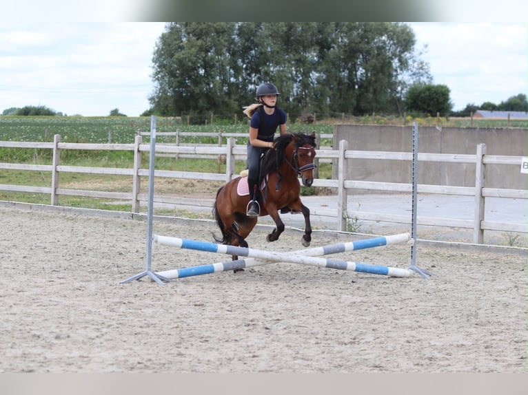 Más ponis/caballos pequeños Caballo castrado 5 años 120 cm Castaño in Pepingen