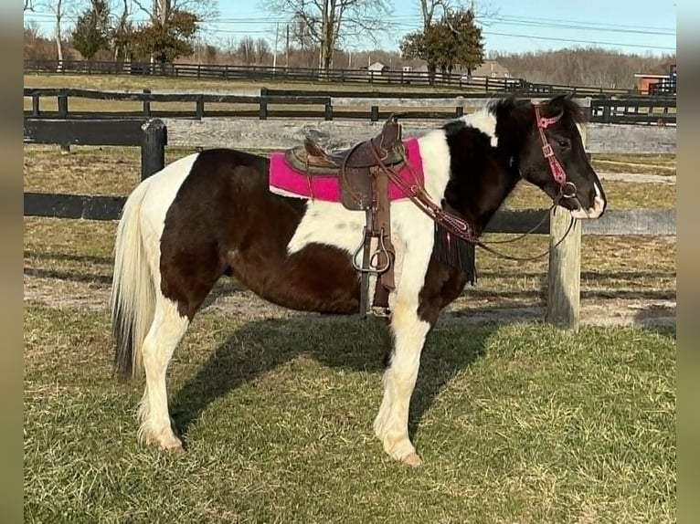 Más ponis/caballos pequeños Caballo castrado 5 años 122 cm Tobiano-todas las-capas in Lexington