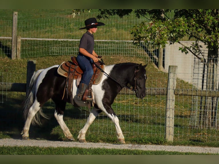 Más ponis/caballos pequeños Caballo castrado 5 años 124 cm Pío in Fresno