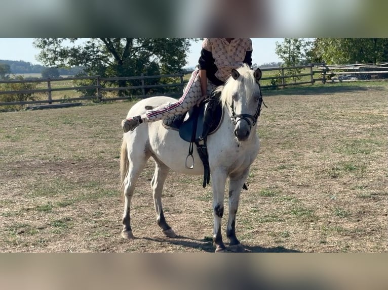 Más ponis/caballos pequeños Caballo castrado 5 años 127 cm Atigrado/Moteado in Rechnitz