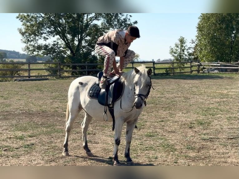 Más ponis/caballos pequeños Caballo castrado 5 años 127 cm Atigrado/Moteado in Rechnitz