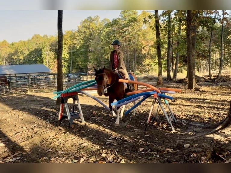 Más ponis/caballos pequeños Caballo castrado 5 años 127 cm Pío in Clover