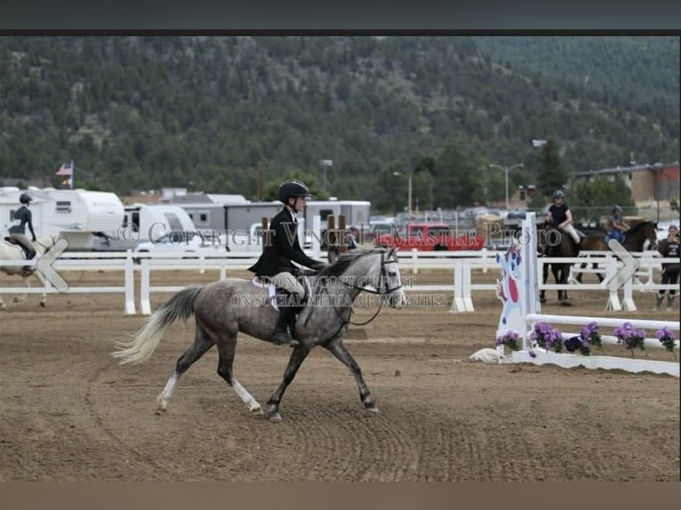Más ponis/caballos pequeños Caballo castrado 5 años 127 cm Tordo in Fort Collins