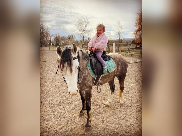 Más ponis/caballos pequeños Caballo castrado 5 años 127 cm Tordo in Fort Collins