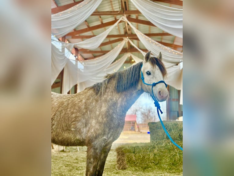 Más ponis/caballos pequeños Caballo castrado 5 años 127 cm Tordo in Fort Collins
