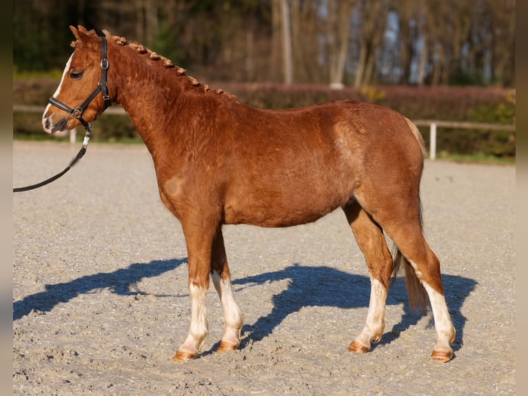 Más ponis/caballos pequeños Caballo castrado 5 años 128 cm Alazán in Neustadt (Wied)