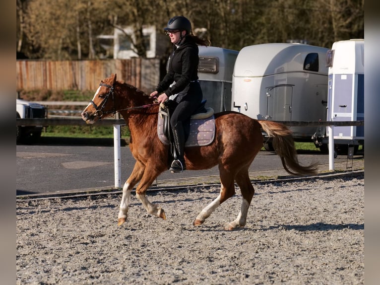 Más ponis/caballos pequeños Caballo castrado 5 años 128 cm Alazán in Neustadt (Wied)