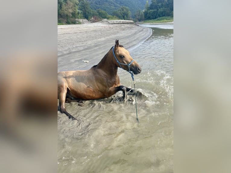 Más ponis/caballos pequeños Caballo castrado 5 años 130 cm Buckskin/Bayo in Emmersdorf an der Donau