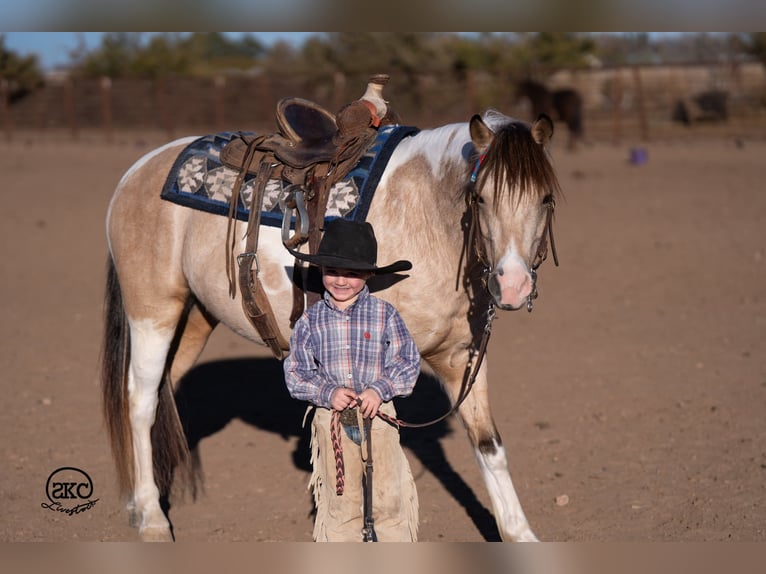 Más ponis/caballos pequeños Caballo castrado 5 años 130 cm Pío in Canyon