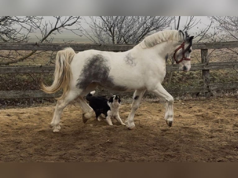 Más ponis/caballos pequeños Caballo castrado 5 años 130 cm Pío in Rechnitz