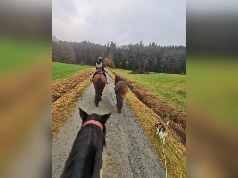 Más ponis/caballos pequeños Caballo castrado 5 años 132 cm Castaño in Bayerbach