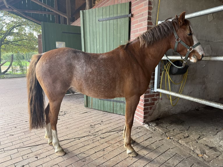 Más ponis/caballos pequeños Caballo castrado 5 años 135 cm Alazán in Merzen
