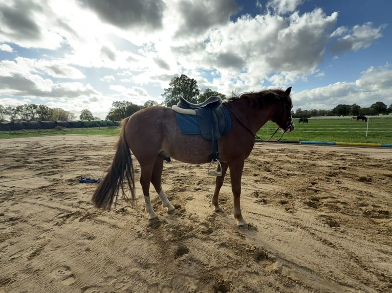 Más ponis/caballos pequeños Caballo castrado 5 años 135 cm Alazán in Merzen